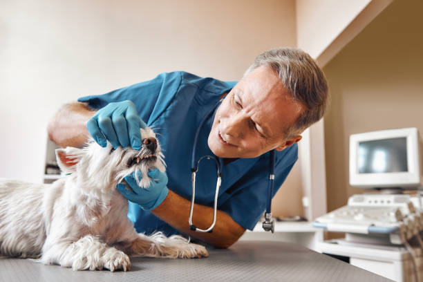 Best Emergency Treatment for Toothache in Port Hadlock Irondale, WA